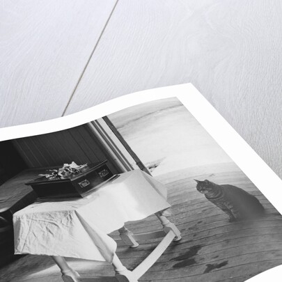 Cat Pays Final Respects by Anonymous