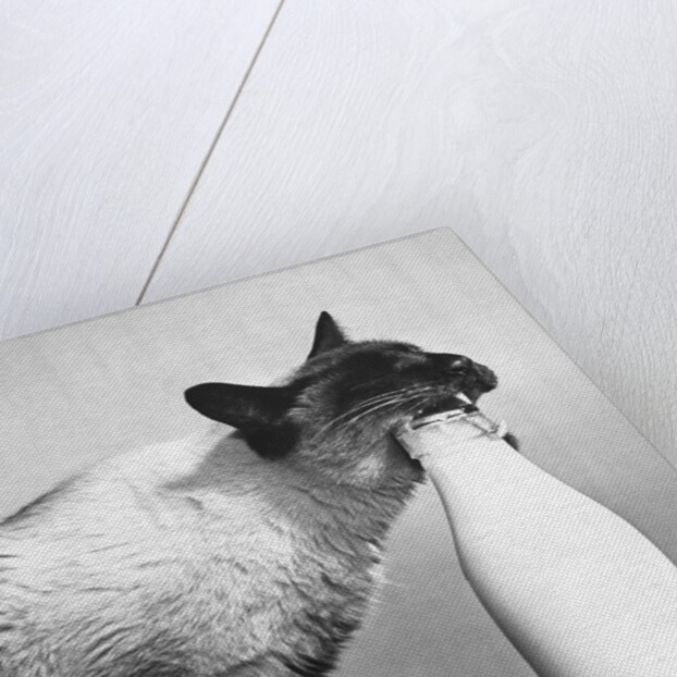 Cat Thief by Anonymous
