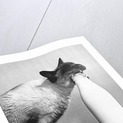 Cat Thief by Anonymous