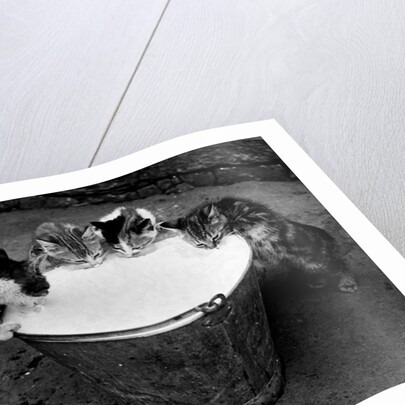 Kittens Slurping from a Pail of Milk by Anonymous