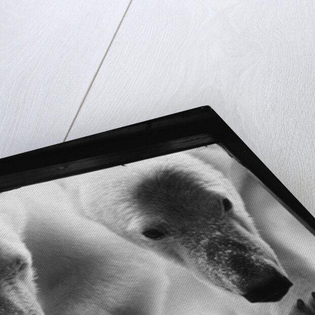 Young Polar Bears at Pool Window by Anonymous