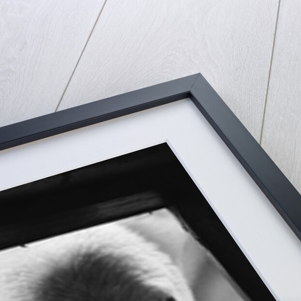 Young Polar Bears at Pool Window by Anonymous