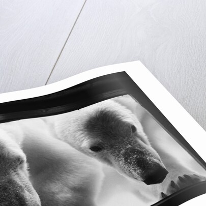 Young Polar Bears at Pool Window by Anonymous