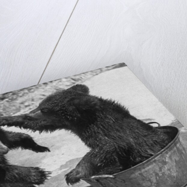 Russian Bear Cubs Come to Blows by Anonymous