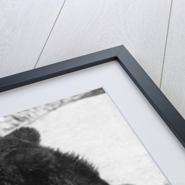 Russian Bear Cubs Come to Blows by Anonymous