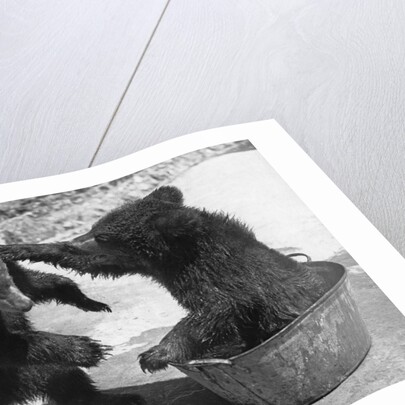 Russian Bear Cubs Come to Blows by Anonymous