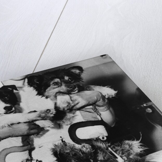 Soviet Spacedogs by Anonymous