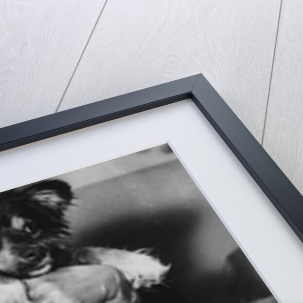 Soviet Spacedogs by Anonymous