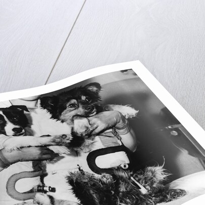 Soviet Spacedogs by Anonymous