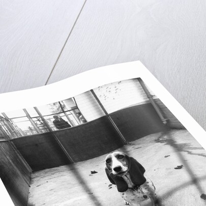 Beagle at Battersea Dog's Home by Anonymous