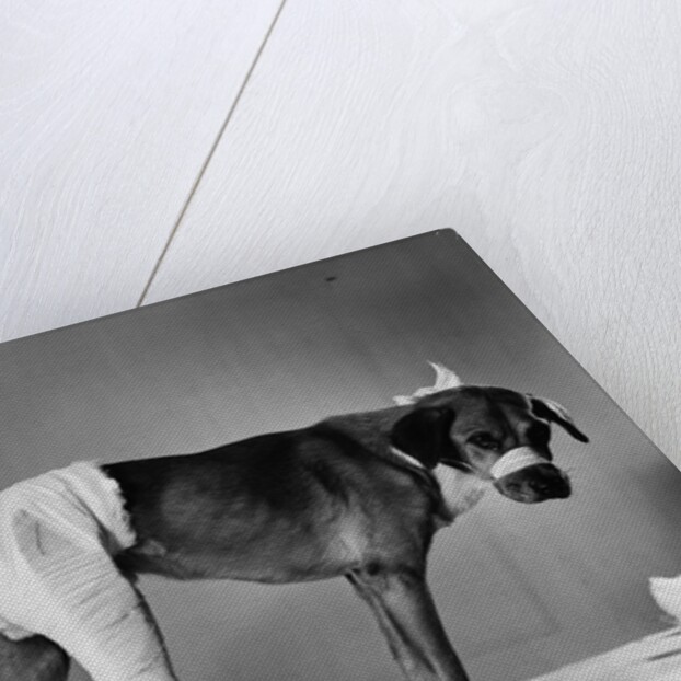 Dog With Bandaged Hind Leg by Anonymous