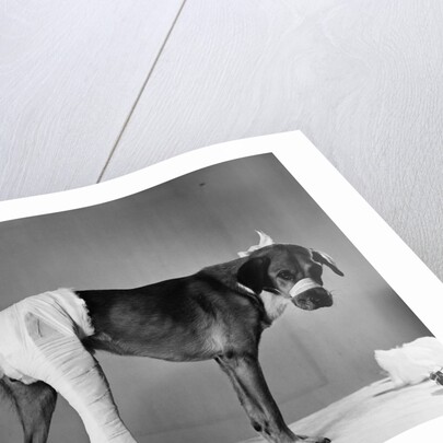 Dog With Bandaged Hind Leg by Anonymous