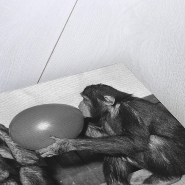 Chimpanzee Inflates a Balloon by Anonymous