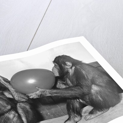 Chimpanzee Inflates a Balloon by Anonymous