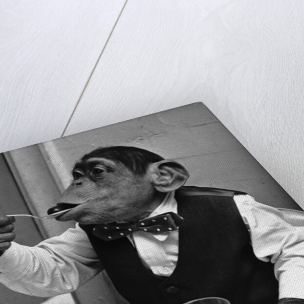 Chimpanzee Dining at a Table by Anonymous