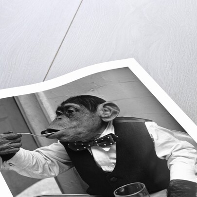 Chimpanzee Dining at a Table by Anonymous