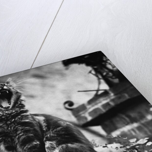 A Tired Cat by Anonymous