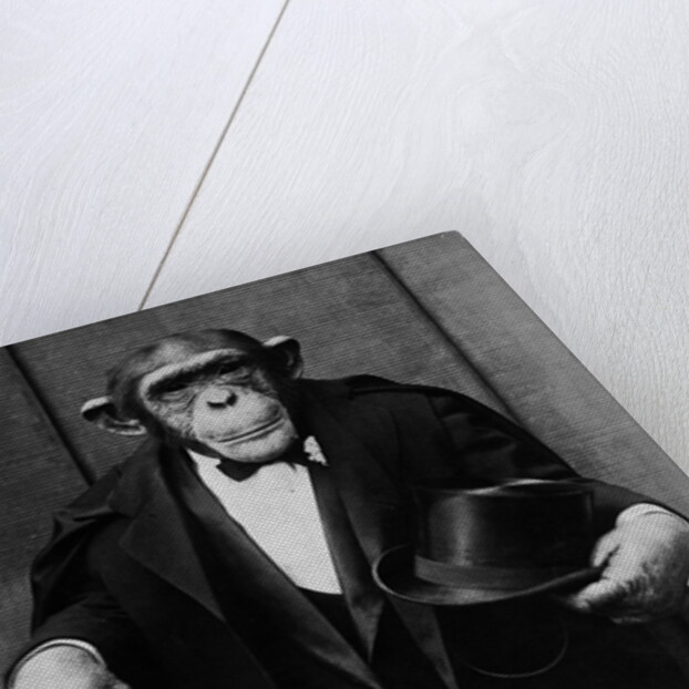 Chimpanzee Dressed in Evening Wear by Anonymous