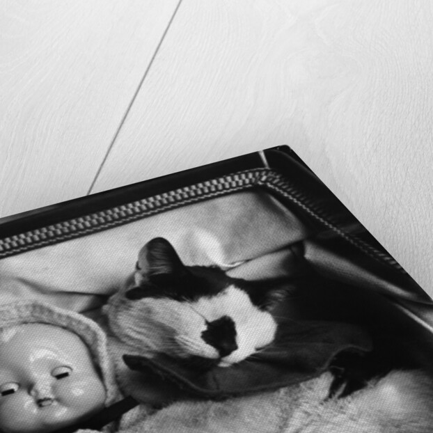 Cat Asleep in a Pram by Anonymous
