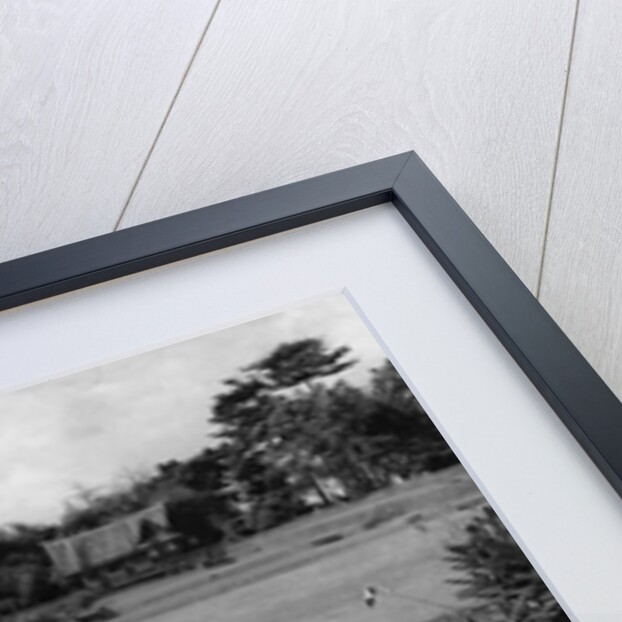 Lily Pads by Anonymous