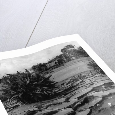 Lily Pads by Anonymous