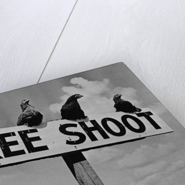 Grouse on "Free Shoot" Sign by Anonymous