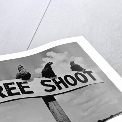 Grouse on "Free Shoot" Sign by Anonymous