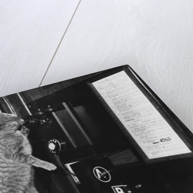 Cat on the Phone by Anonymous