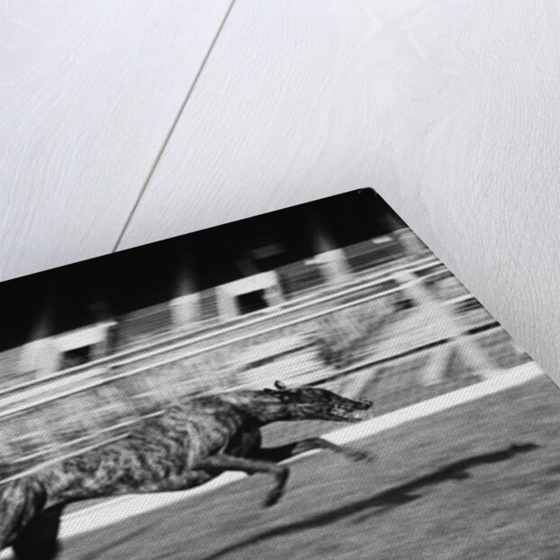 Endless Gossip Racing at White City Stadium by Anonymous