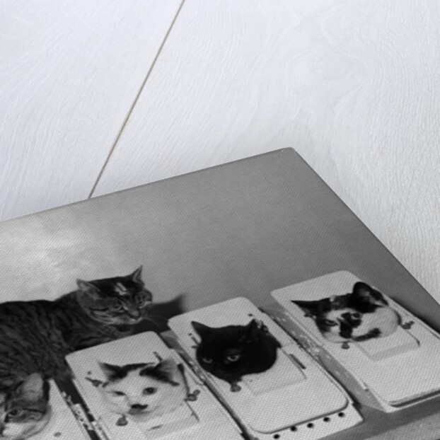 Space Cats in Training by Anonymous