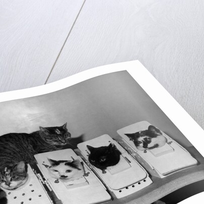 Space Cats in Training by Anonymous