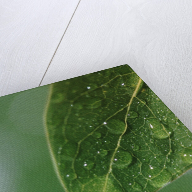 World in a Dewdrop by Anonymous