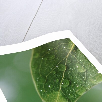 World in a Dewdrop by Anonymous