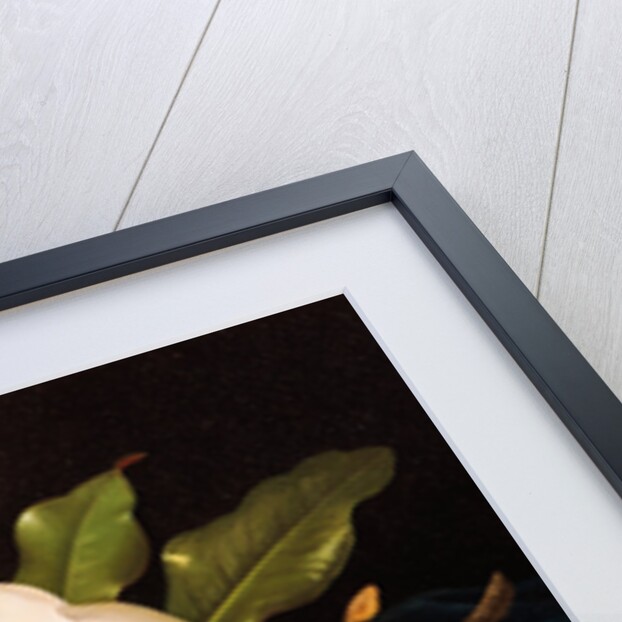 Giant Magnolias on Blue Cloth by Martin Johnson Heade