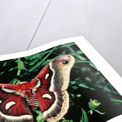 Cecropia Moth by Anonymous