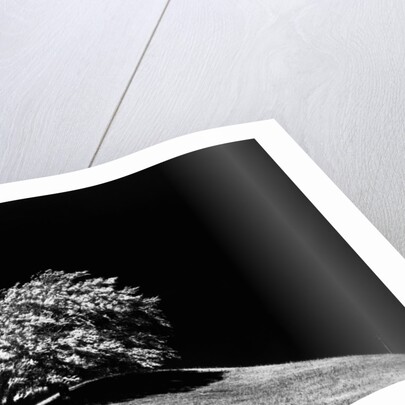 Lone Tree in Sunlight by Anonymous