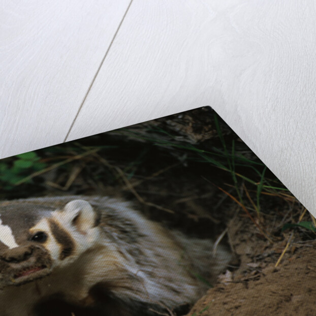 Snarling Badger at Den Opening by Anonymous
