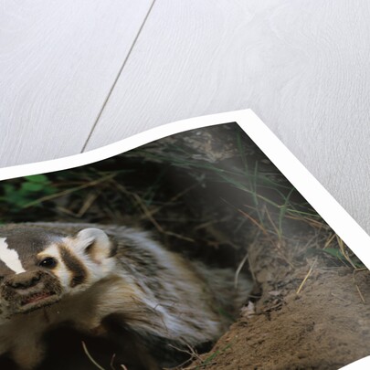 Snarling Badger at Den Opening by Anonymous