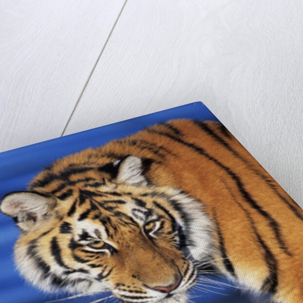 Bengal Tiger by Anonymous