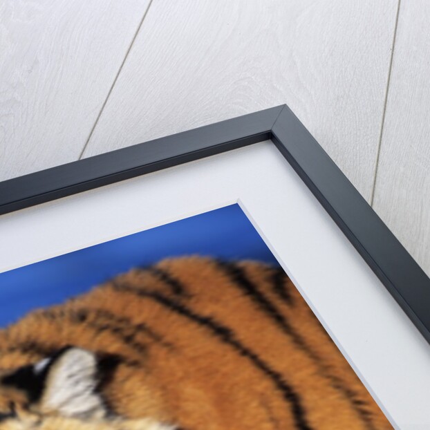 Bengal Tiger by Anonymous