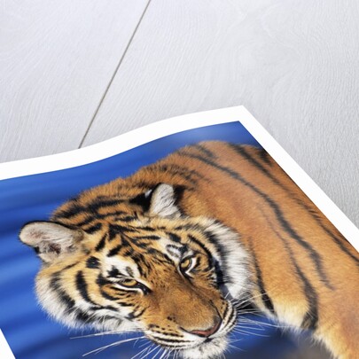 Bengal Tiger by Anonymous
