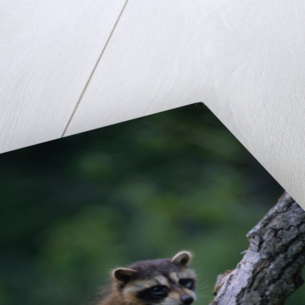 Young Raccoon on Tree Branch by Anonymous