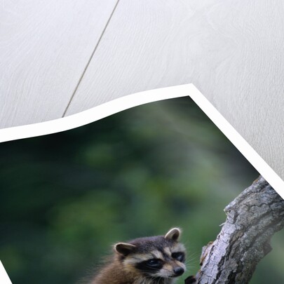 Young Raccoon on Tree Branch by Anonymous