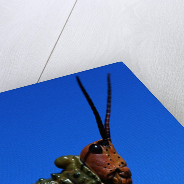 Grasshopper on a Branch by Anonymous