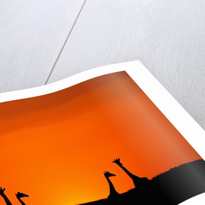 Giraffe Silhouettes at Sunset by Anonymous