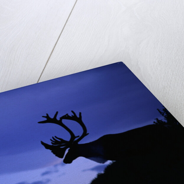 Caribou by Anonymous