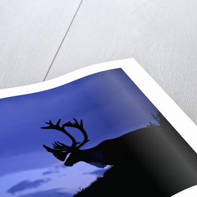 Caribou by Anonymous
