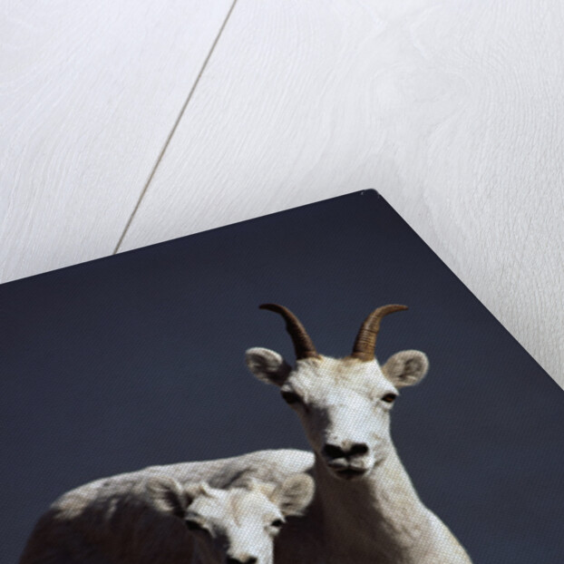 Dall's Lamb and Ewe by Anonymous