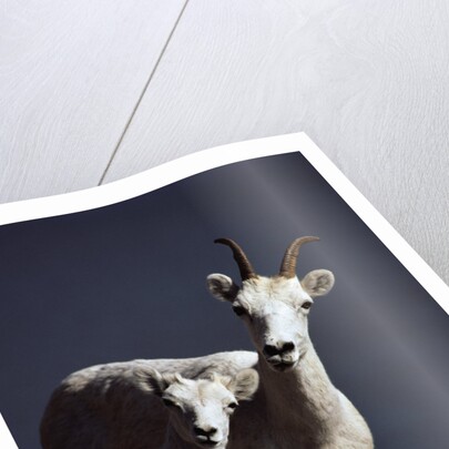 Dall's Lamb and Ewe by Anonymous