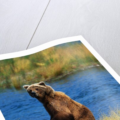 Brown Bear Sow and Cub by Anonymous